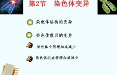 染色体变异ppt,染色体变异的类型与影响