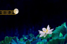 荷塘月色课件,诗意画卷中的月夜漫步